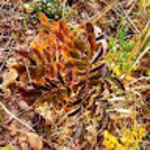 Meet your Posher, Mel